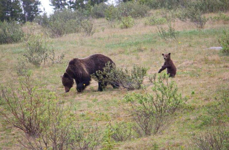 best-of-kananaskis-private-safari-tour-custom-nature-walk