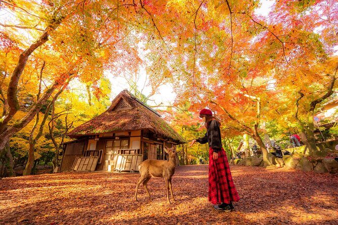 Best of Kyoto and Nara Highlights Day Tour from Osaka (7~9 spots) - Exploring the Itinerary: What You’ll Experience