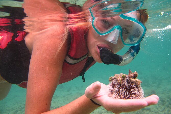 best-of-mangrove-lagoon-kayak-hike-and-snorkel-adventure-with-picnic-lunch