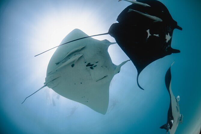 Best of Ningaloo Mantas and More - Overview of the Tour