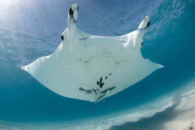 Best of Ningaloo Mantas and More - What the Tour Offers in Practical Terms
