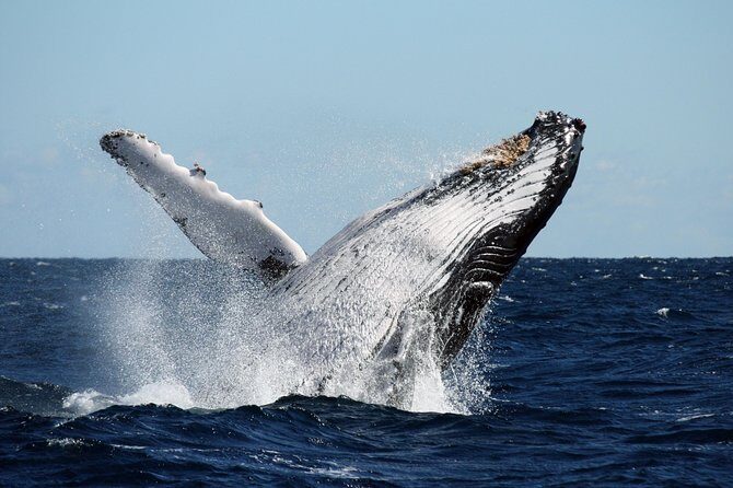Best of Ningaloo Mantas and More - Authentic Experiences and Review Insights