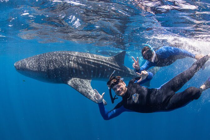 Best of Ningaloo Mantas and More - Why Choose This Tour?