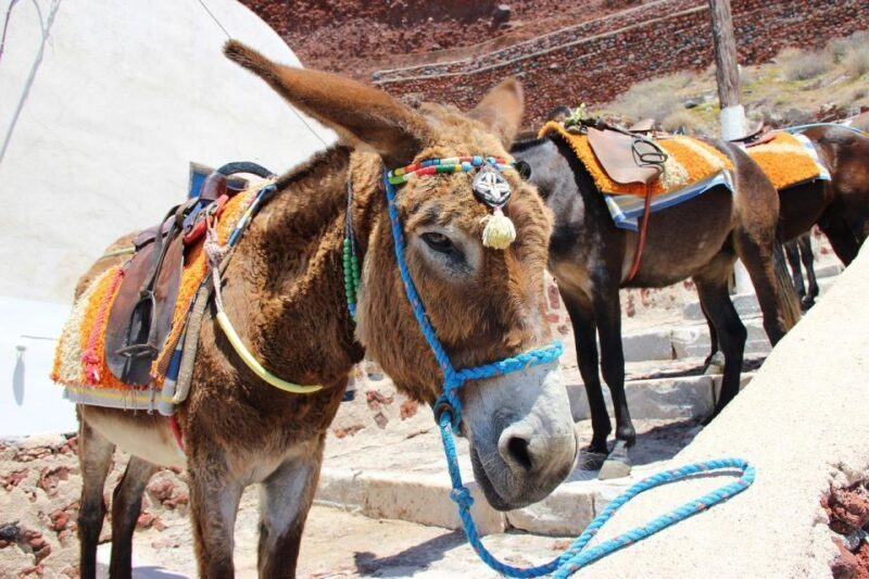 Best of Rhodes & Lindos - First time visitors- Half day tour - Who Will Love This Tour?