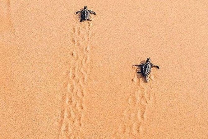 Best Of Sri lanka Tour (06 Days 05 Nights) - Kandy- N.Eliya -Bentota-Colombo - Authentic Insights from Travelers