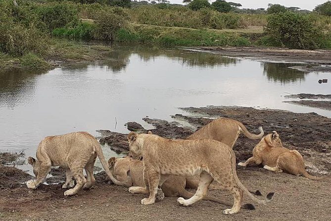 Best of Tanzania 5days 4nights safari - Key Points