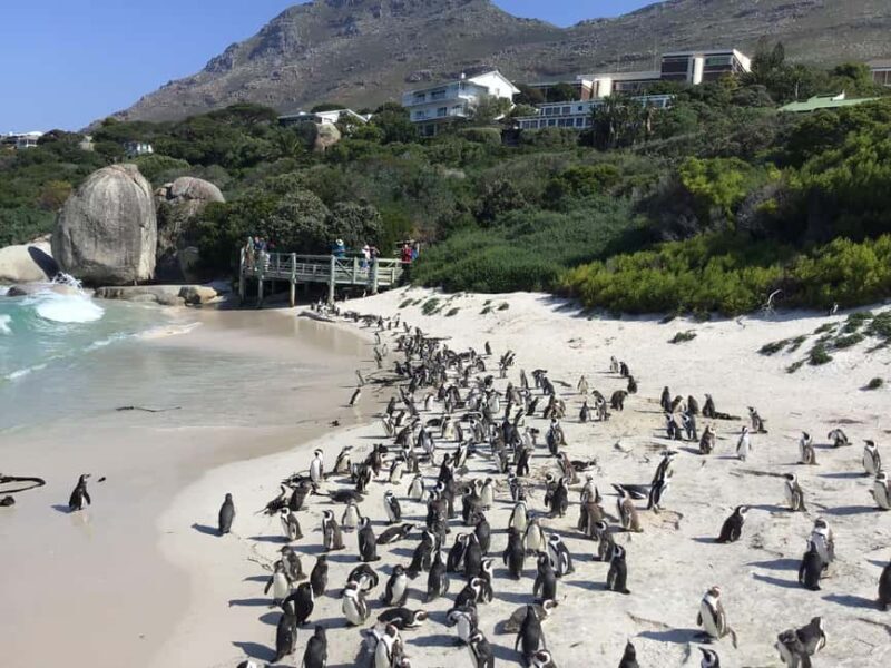 Best of the Cape Full Day Experience - Best of the Cape Full Day Experience: An Authentic Journey through South Africa’s Western Cape  