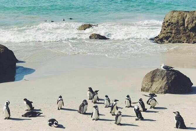 Best of the Cape Full Day Private Tour - The Sum Up: Who Is This Tour For?