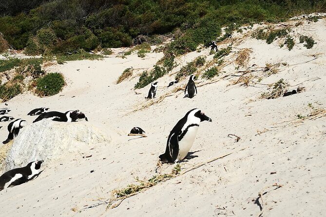 Best of the Cape Full Day Private Tour - FAQ: Your Practical Questions Answered