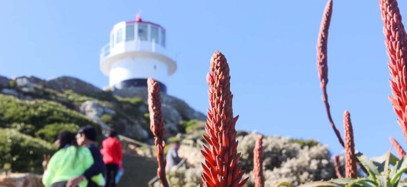 Best of the Cape Full Day - An In-Depth Look at the Itinerary