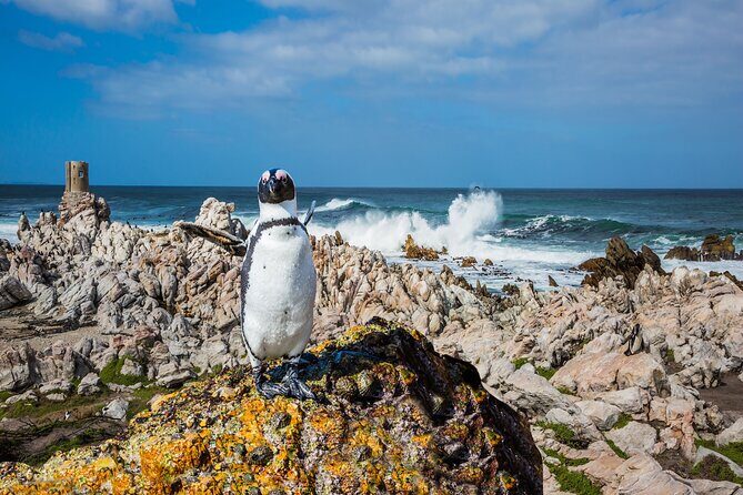 Best of the Cape Private full day tour - Who Will Love This Tour?
