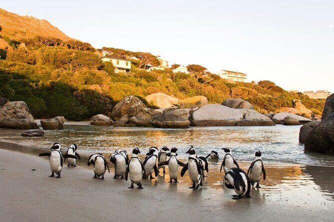 Best of the Cape Private full day tour - FAQ: Your Practical Questions Answered