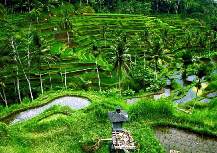 best-of-ubud-full-day-private-tour