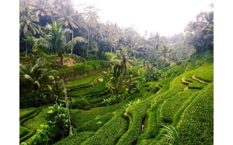 best-of-ubud-private-guided-full-day-tour-ubud-bali