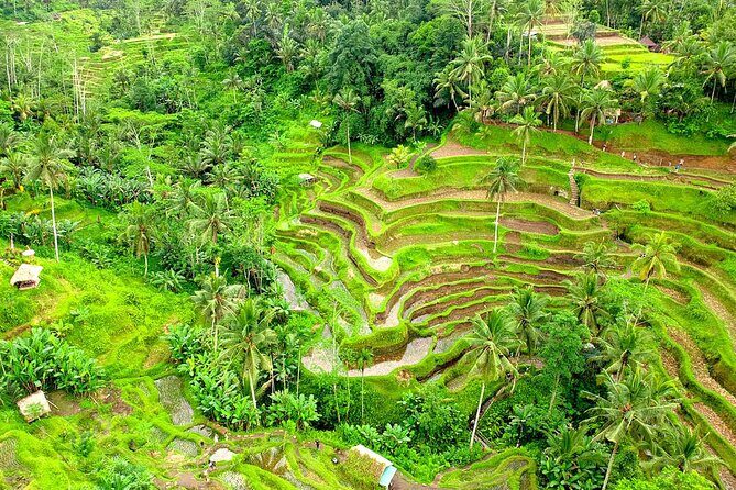 Best of Ubud Tour with Aloha Swing Packages - The Breakdown of the Tour