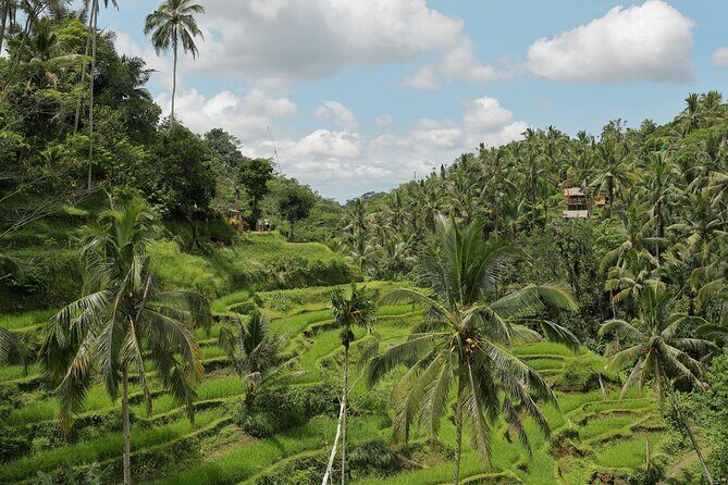 Best of Ubud Tour with Jungle Swing - All Inclusive - Ubud Monkey Forest — A Walk Through Nature and Mischief