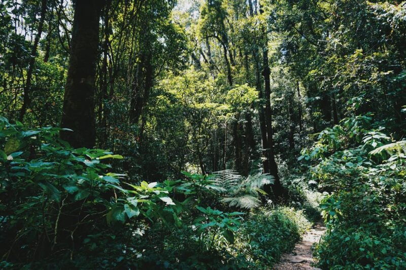 best-of-ubud-tour-with-jungle-swing