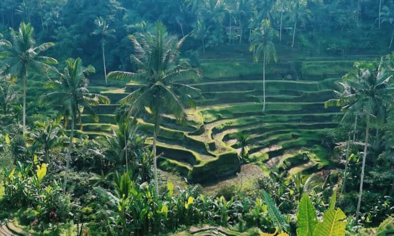 Best of Ubud: Waterfall, Temple & Rice Terrace - Key Points