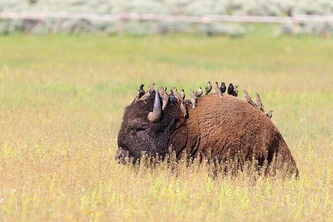 Best Of Yellowstone Full Day Nat'l Park Tour From Bozeman - Why Travelers Rate This Tour So Highly