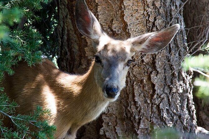 Best Of Yellowstone Full Day Nat'l Park Tour From Bozeman - Frequently Asked Questions