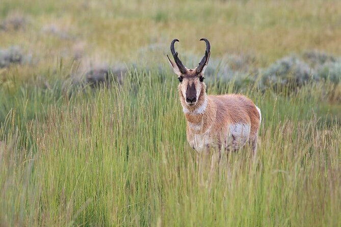 best-of-yellowstone-full-day-natl-park-tour-from-gardiner-2