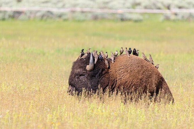 best-of-yellowstone-full-day-natl-park-tour-from-gardiner