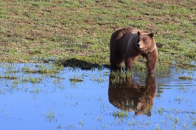 best-of-yellowstone-full-day-natl-park-tour-from-gardiner