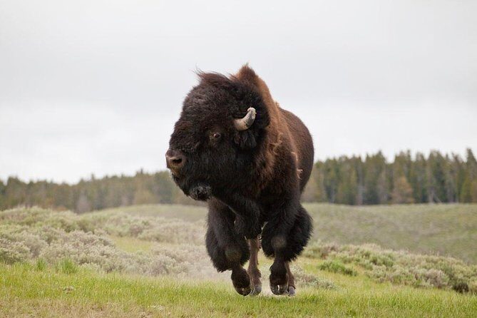 Best of Yellowstone - Guided National Park Safari Tour - The Sum Up