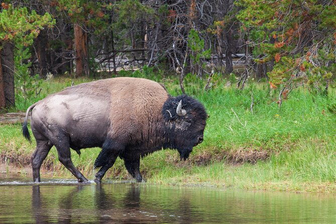 best-of-yellowstone-natl-park-tour-from-paradise-valley