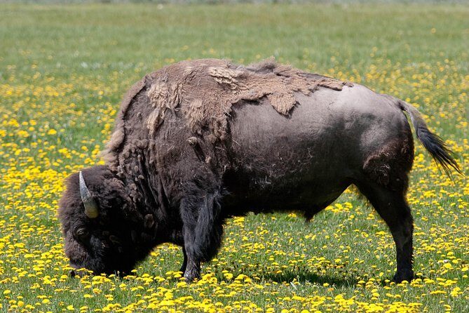 Best of Yellowstone Private National Park Safari Tour - What’s Included and What to Expect