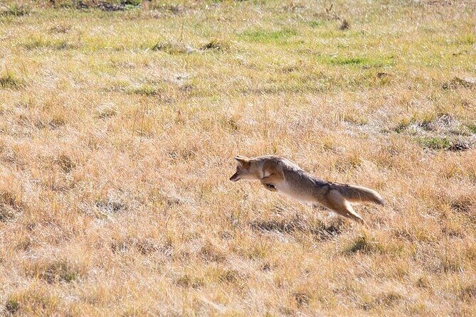 best-of-yellowstone-tour-from-paradise-valley-private-tour