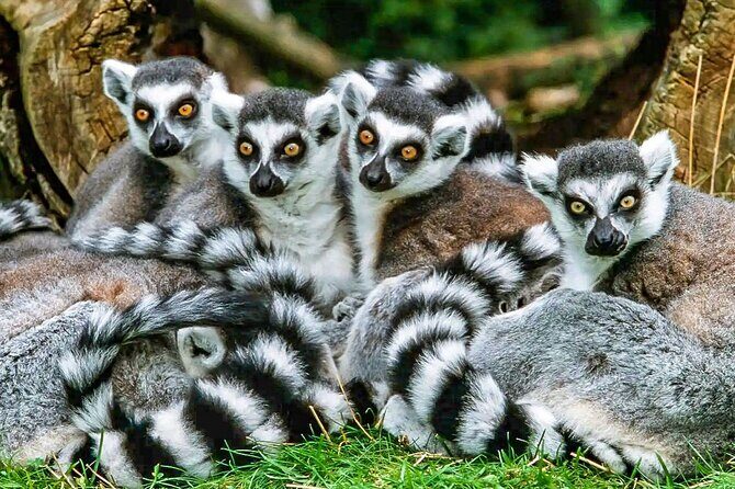 Best Price 7 Days Madagascar Family Tour with Baobabs Avenue - An In-Depth Look at the 7-Day Madagascar Tour