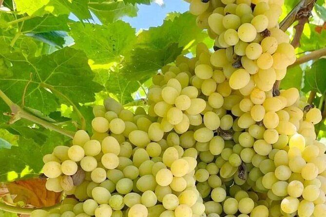 Best Rhodes Tour with Wine Tasting Experience from Cruise Port - Authentic Insights from Travelers