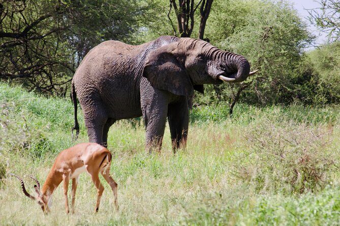 Best Safari and Zanzibar 10-Days Excursions - What Makes This Tour Stand Out?