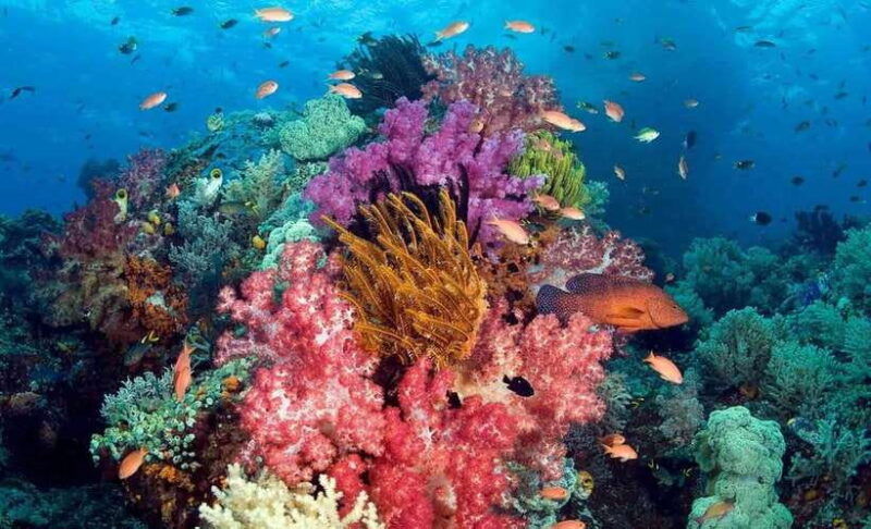 best-seller-phu-quoc-snorkeling-three-islands-by-boat-tour