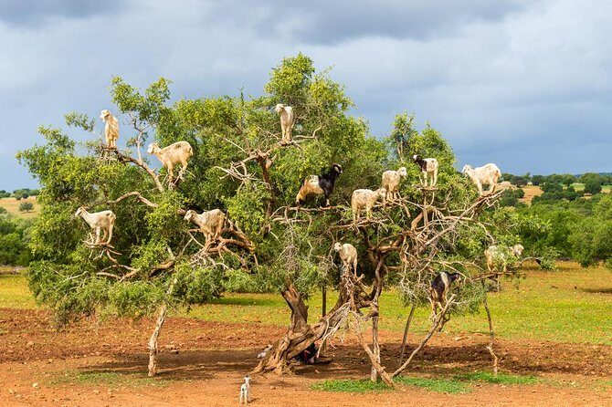 Best shared day trip to Essaouira from Marrakech - The Sum Up: Who is this tour best for?