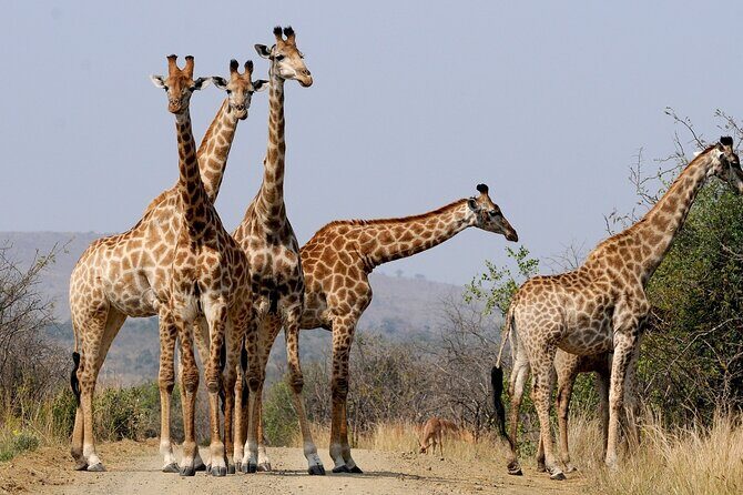 Best South Africa Tour to Kruger National Park and Cape Town - Why This Tour Offers Great Value