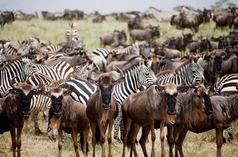Best Tanzania Safari 7-Day Serengeti Wildebeest Migration - Key Points