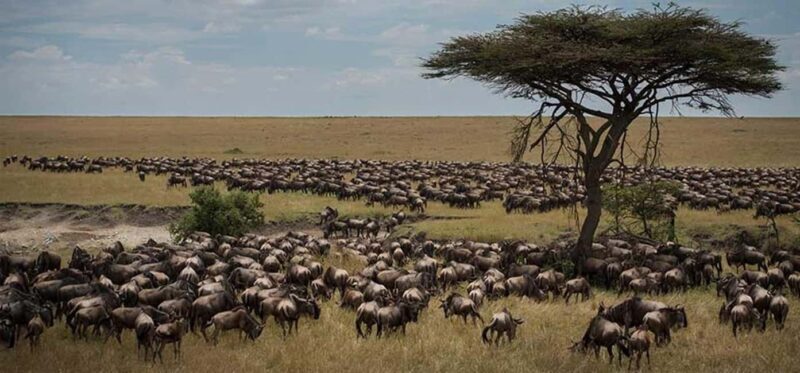 Best Tanzania Safari 7-Day Serengeti Wildebeest Migration - An Overview of the 7-Day Serengeti Wildebeest Migration Safari