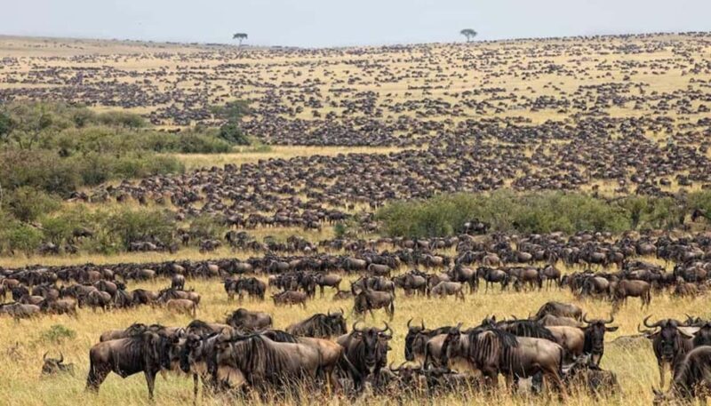 Best Tanzania Safari 7-Day Serengeti Wildebeest Migration - Practical Tips & What to Pack