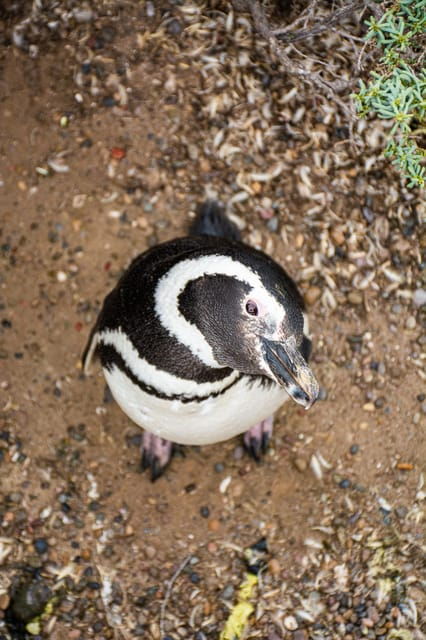 best-tour-to-peninsula-valdes