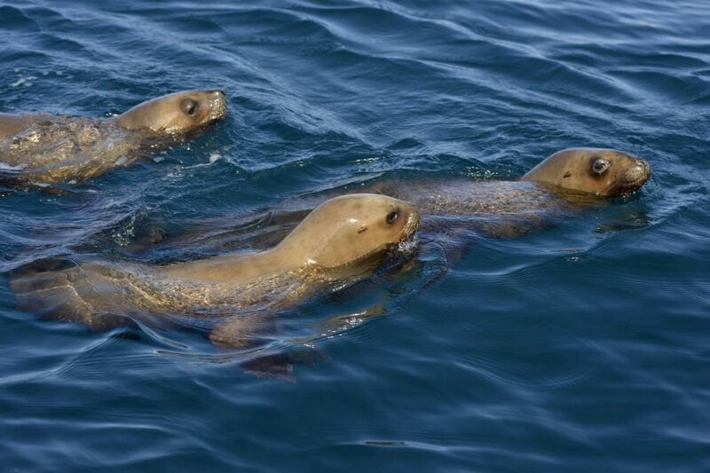 best-tour-to-peninsula-valdes