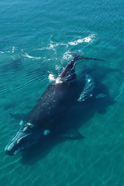 best-tour-to-peninsula-valdes