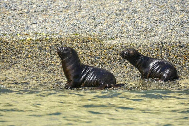 best-tour-to-peninsula-valdes