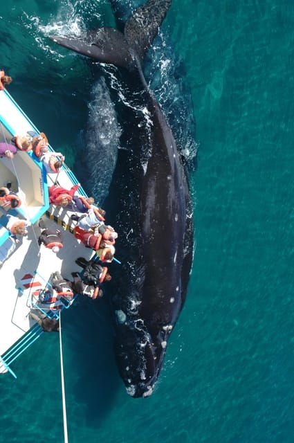 best-tour-to-peninsula-valdes