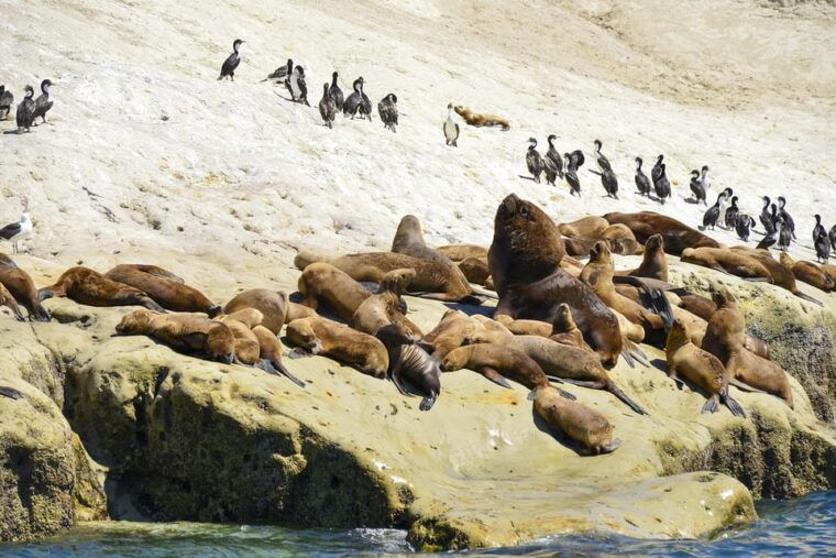 best-tour-to-peninsula-valdes