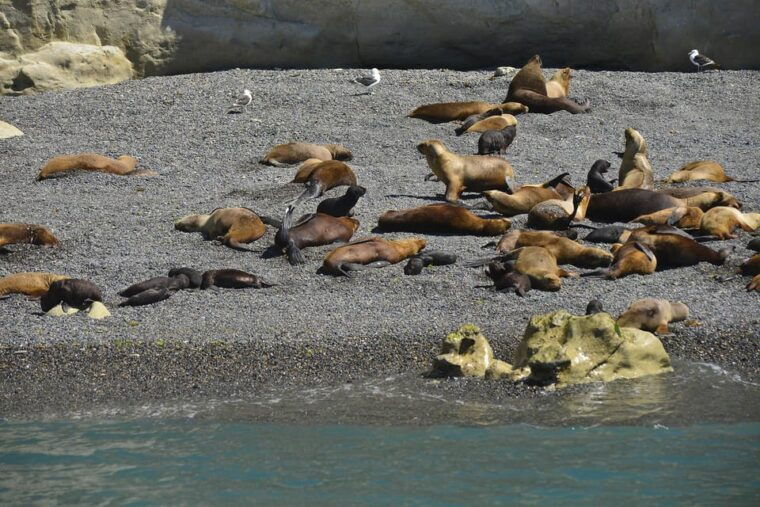 best-tour-to-peninsula-valdes