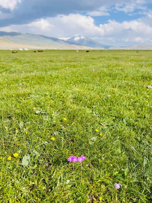 Best trekking tour in Mongolia - Exploring Mongolia’s Untouched Beauty