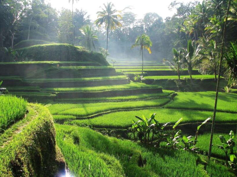 best-ubud-rice-terrace-waterfall-temple-private-transfers