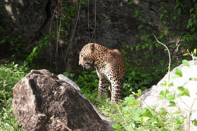 Best Value Yala Safari: Spot Leopards, Elephants & Bears (Shared) - FAQ
